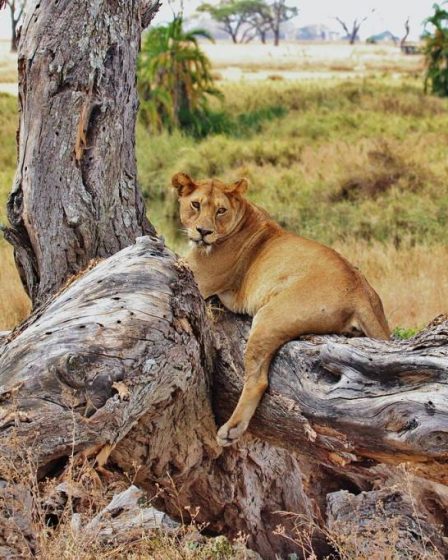 Safari tanzania low cost: consigli pratici per vivere l’avventura fuori pista