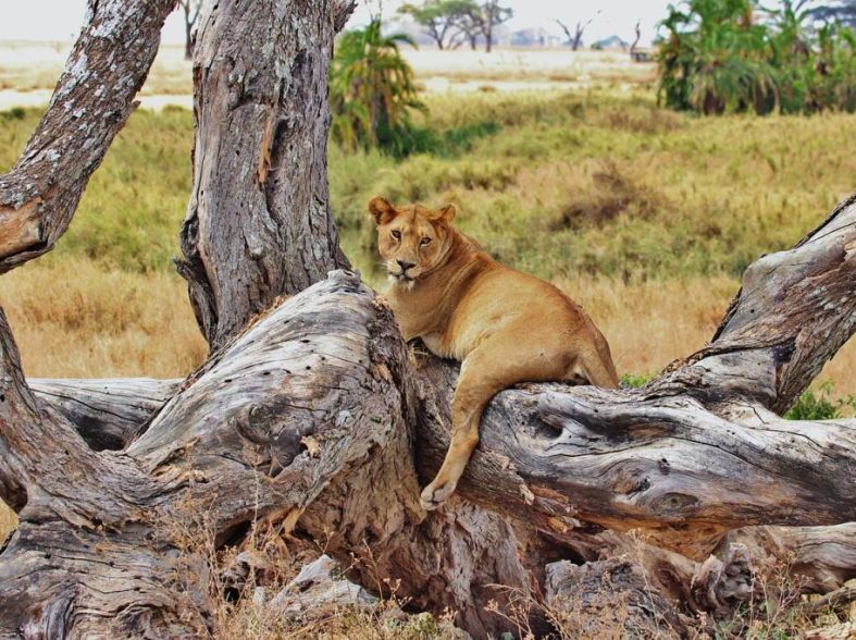 Safari tanzania low cost: consigli pratici per vivere l’avventura fuori pista