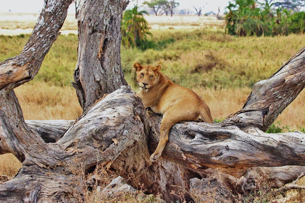 Safari tanzania low cost: consigli pratici per vivere l’avventura fuori pista
