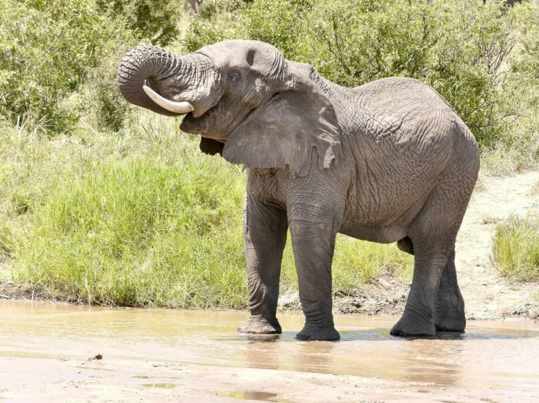 Viaggio in Tanzania: i parchi più belli da scoprire